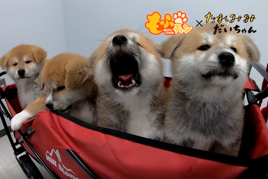 秋田犬動画シリーズ もふチャン で人気の子犬たちが おうち時間 に癒しをお届け Encount