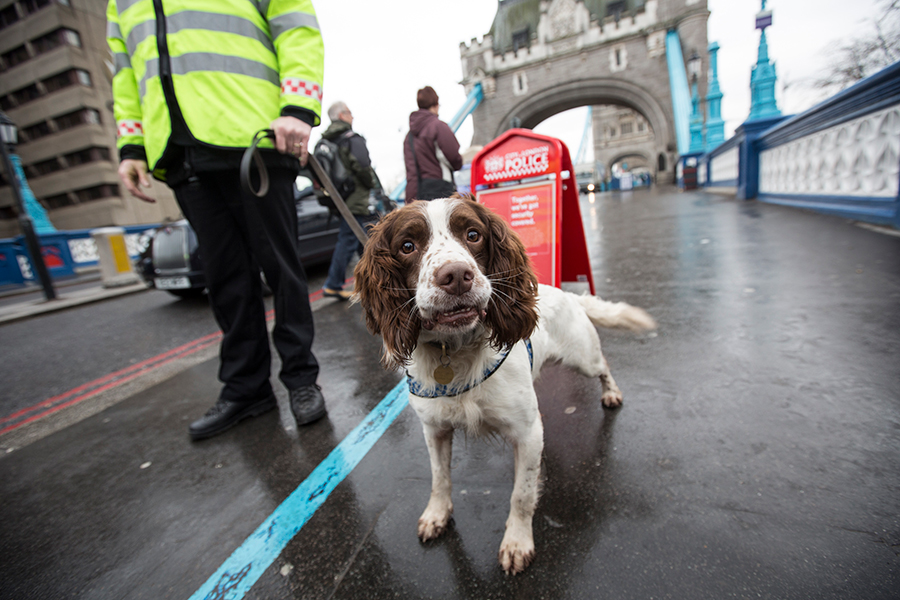 コロナ感染者を嗅ぎ分ける“コロナ探知犬”の訓練が進む、英国政府が予算投じる