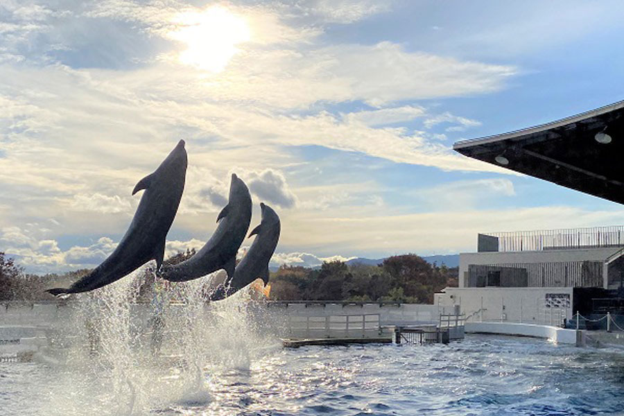 お家で水族館気分!　京都水族館が人気のイルカパフォーマンスをライブ配信