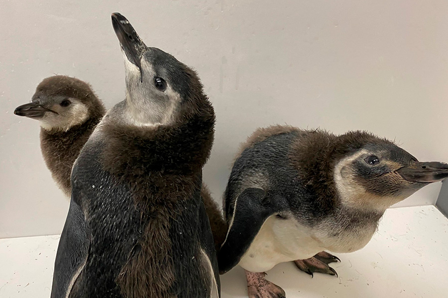 すみだ水族館、チンアナゴやペンギンの大きさで「三密回避」を表現　15日より営業再開