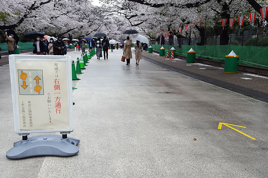 28日昼間の上野公園桜通り。宴会をしている若者グル―プはまったく見かけない 【写真:ENCOUNT編集部】