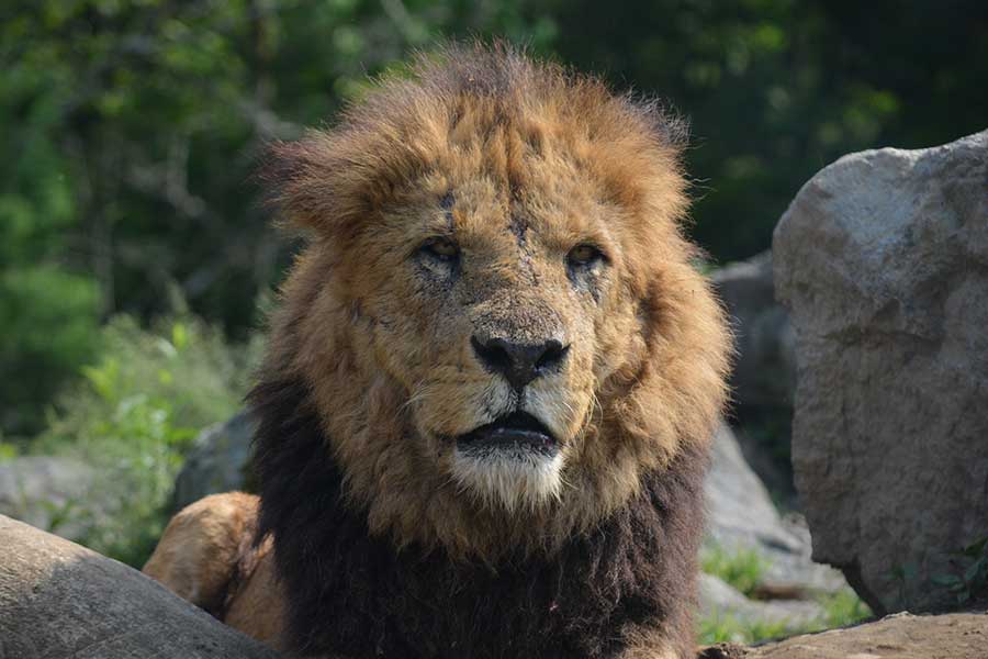 群馬サファリパークでライオンの赤ちゃんが誕生（写真はイメージ）【写真：写真AC】