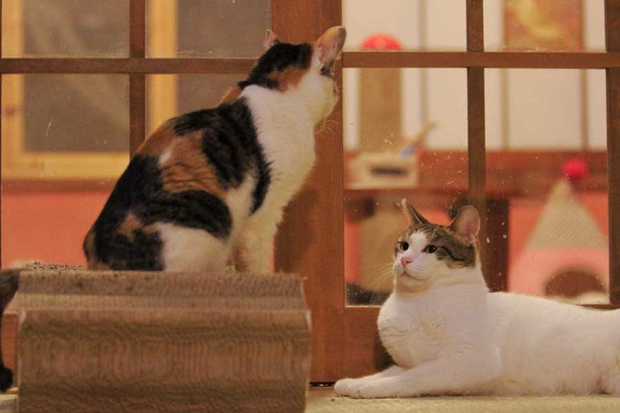 保護猫の家族になろう！日本最大級の保護猫譲渡会が開催