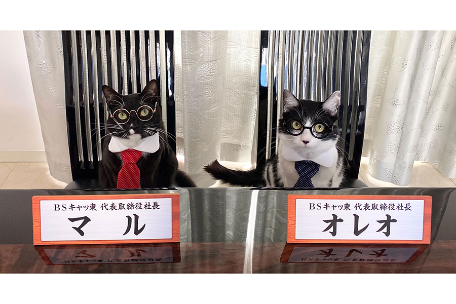 BSテレ東で2月22日“猫の日特別編成”が放送決定　新たな一日猫社長の就任も
