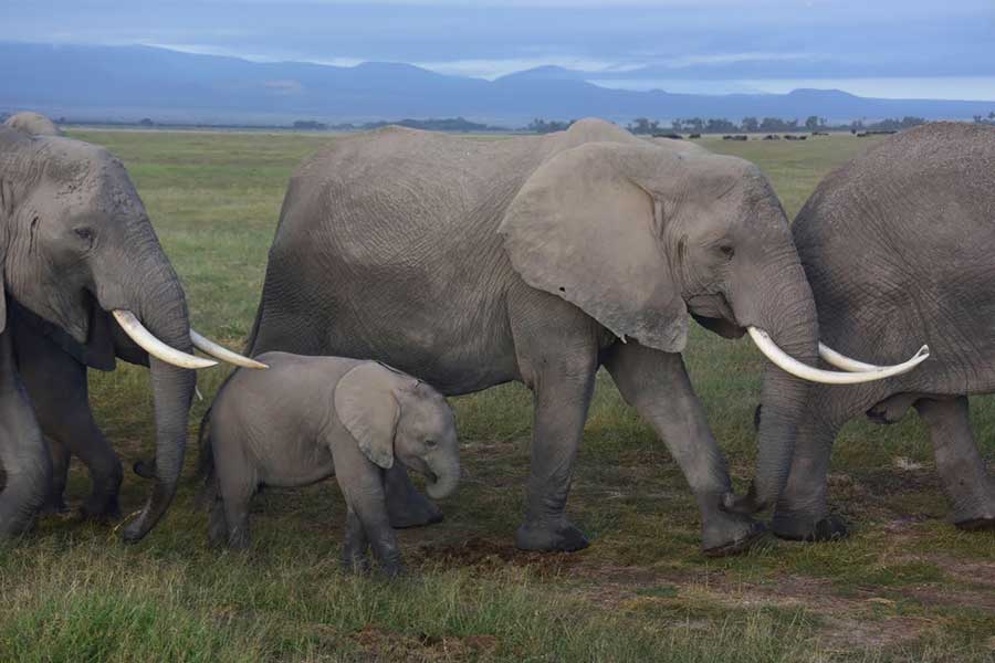 絶滅危惧種のアフリカゾウは知能が高い