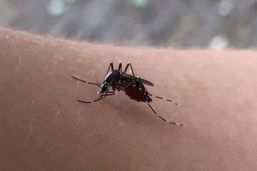 蚊が腕に止まったら…実はやってはいけないたたき方　専門家「伝染病のリスクが高まる」