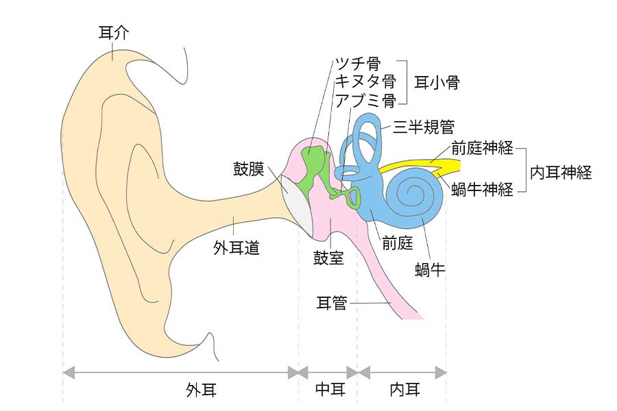 耳は大きく分けて外耳・中耳・内耳の3つに分けられている【写真：イラストAC】