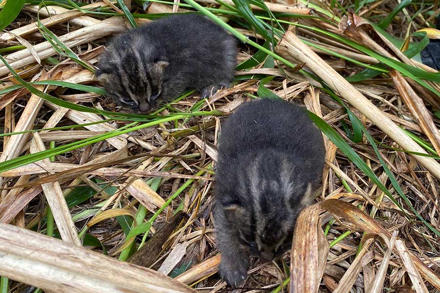 絶滅危惧種の赤ちゃんの姿、「愛くるしい毛並み」とネット歓喜　「年に1度あるかないかの報告」と専門家