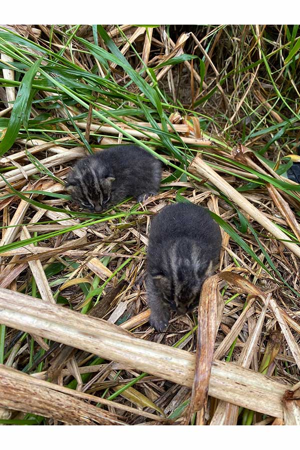 草むらで見つけたイリオモテヤマネコの赤ちゃん【写真：ツイッター（@marosennpai）より】