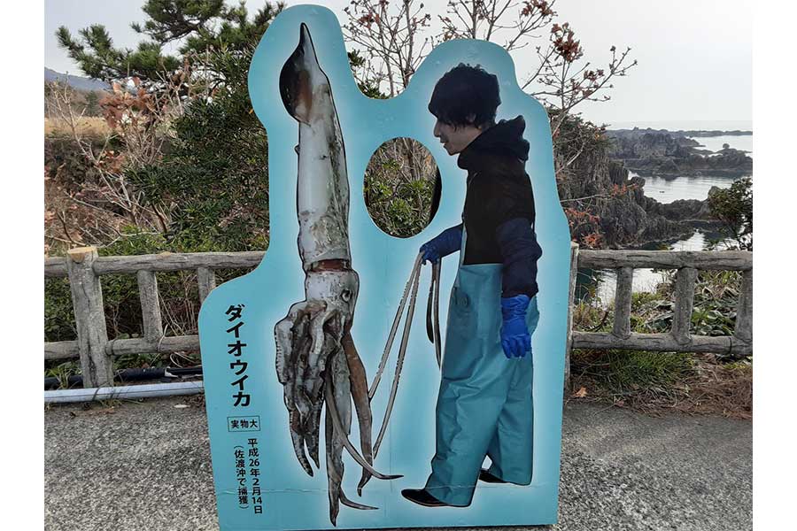 新潟・佐渡島に設置されている「ダイオウイカと漁師」の顔出しパネル【写真：尖閣湾揚島遊園提供】