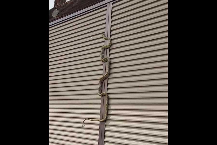 驚きをもたらしたヘビの垂直登り【写真：メフィさんのツイッター（@mefi_ra_es）より】