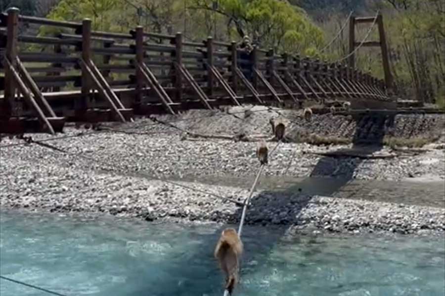 観光地でまさかの“珍百景”　猿が一列になって…ネットほっこり「ほのぼのとしていて良い」