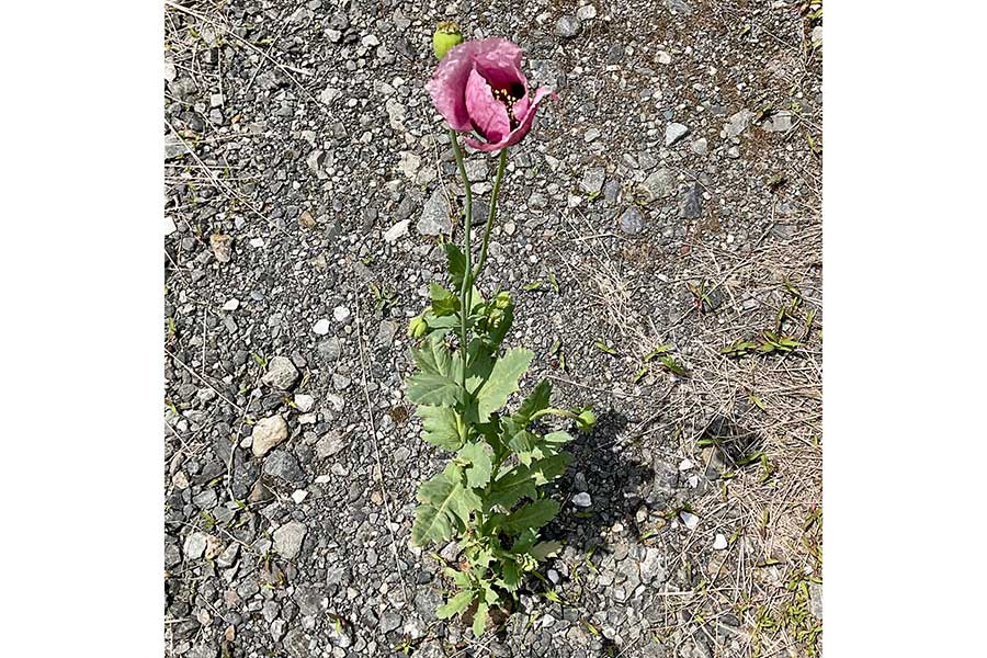 住宅地で見つけたきれいな花は“マズいやつ”だった！　「あれって思って…」交番に相談