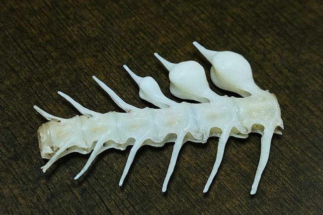 天然真鯛の小骨にこぶのような膨らみ 病気疑い調べると驚きの事実 