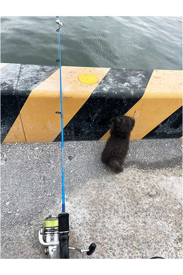 釣り竿の横に座る子猫【写真：投稿者提供】