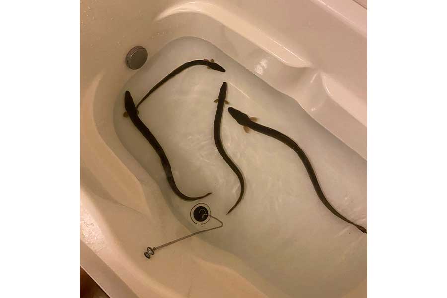 浴槽で泳ぐ4匹のウナギ…衝撃の1枚にネット騒然　「大丈夫怒られない」投稿者が明かした家族の反応