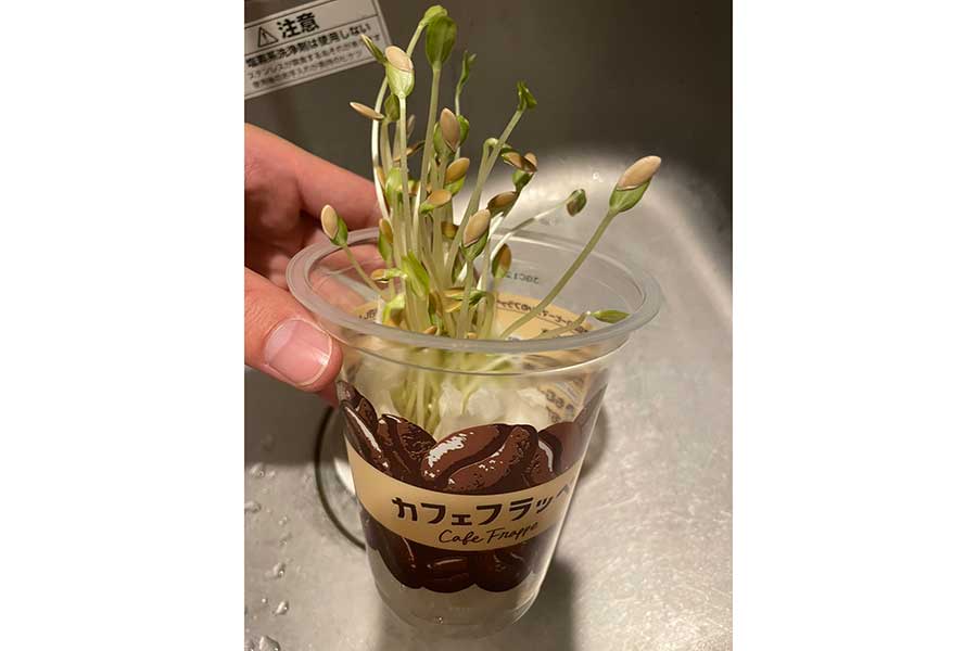 「そんなことあるんや」とネット民仰天、お盆休みで不在の間にキッチンで謎の植物が急成長