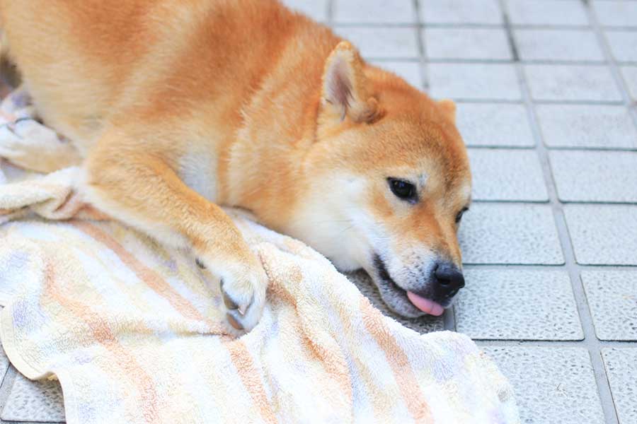 飼い犬の炎天下での散歩は非常にリスクが高い（写真はイメージ）【写真：写真AC】