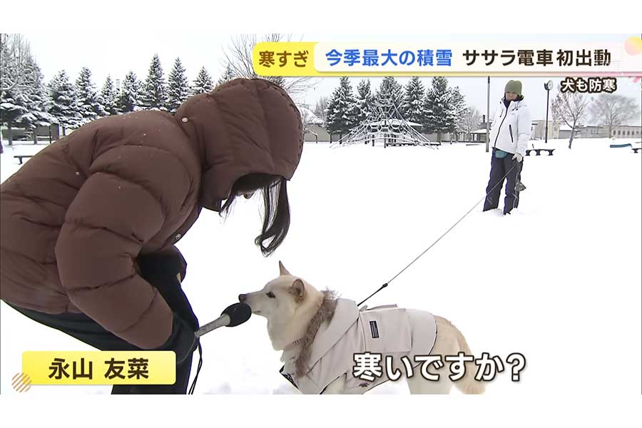 女性記者が犬にマイク→鼻息で返答　ネットで話題「何だこの可愛い世界」「繰り返し見ちゃう」