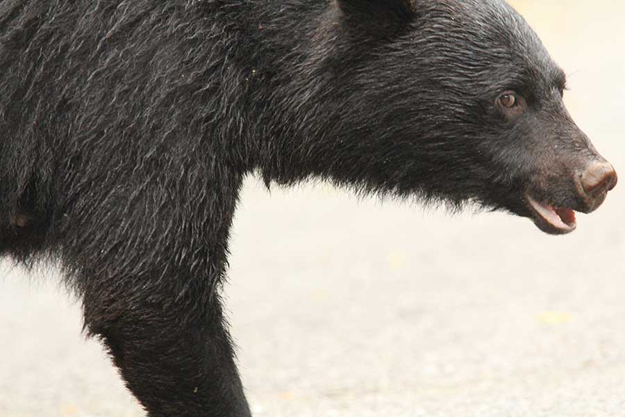 「お前が死ね！」クマ駆除に鳴りやまぬ抗議電話　愛護団体に現役ハンターが本音「分かり合えない」