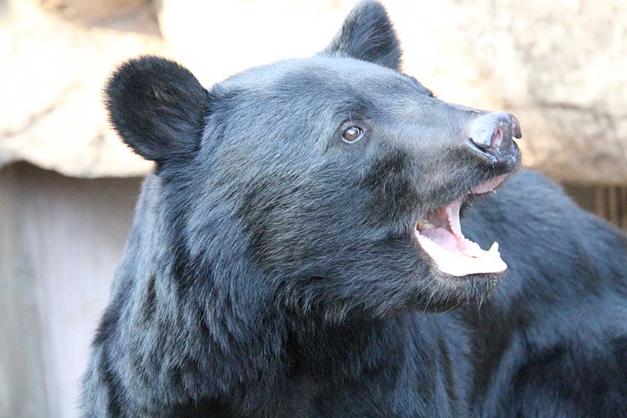 「殺すのは非道」秋田のクマ駆除、抗議電話に地域差　県内からは励ましも「反対意見は都市部の方から」