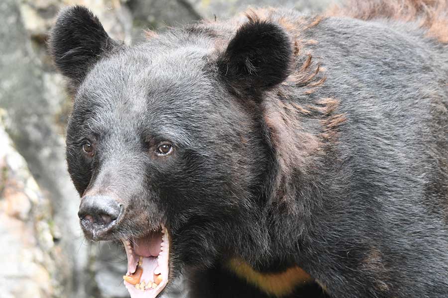 スーパーに侵入し、3日間にわたり立てこもりったクマの報道が波紋（写真はイメージ）【写真：写真AC】