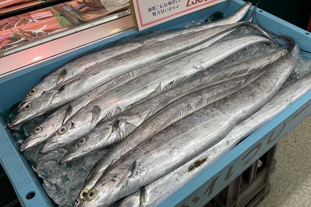 「信じられない」「初めて見ました」　タチウオ釣りで目を疑う1匹　驚きの個体、実際の味は？