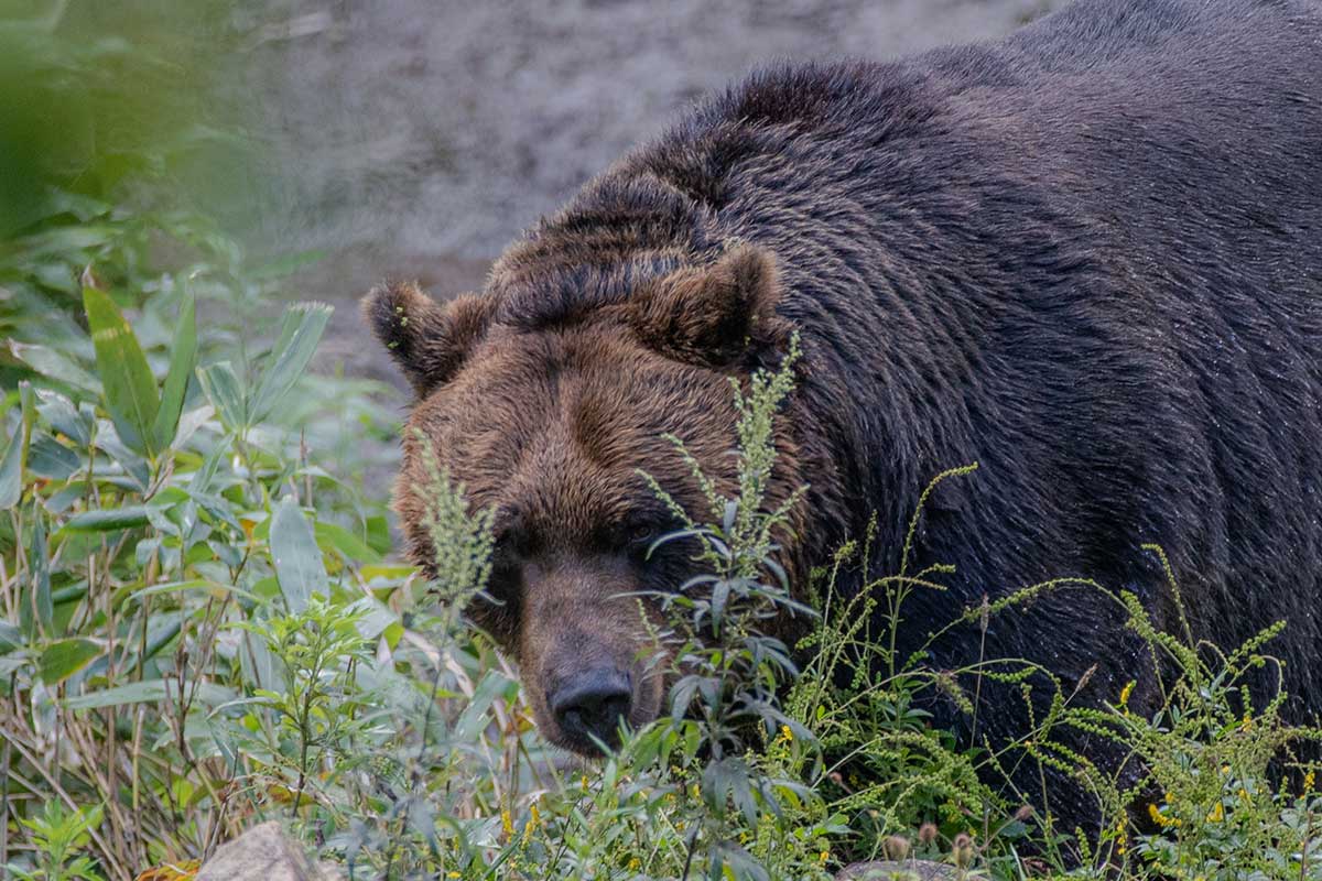 知床で発生したヒグマによる登山者の死亡事故が波紋（写真はイメージ）【写真：写真AC】