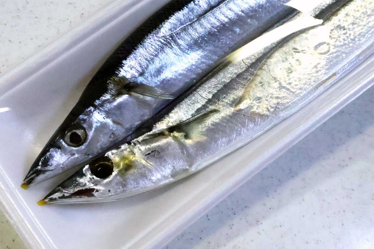 スーパーで買った旬のサンマ、パック開けたら「うわっ」　うごめくアニサキスにネット騒然「鳥肌立つ」