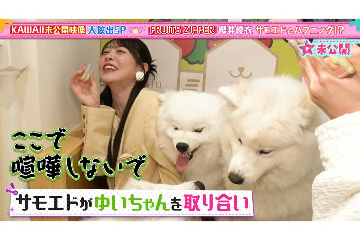 櫻井優衣を“奪い合う”犬たち「ここで喧嘩しないで！」　未公開映像に反響「結構激しめ」