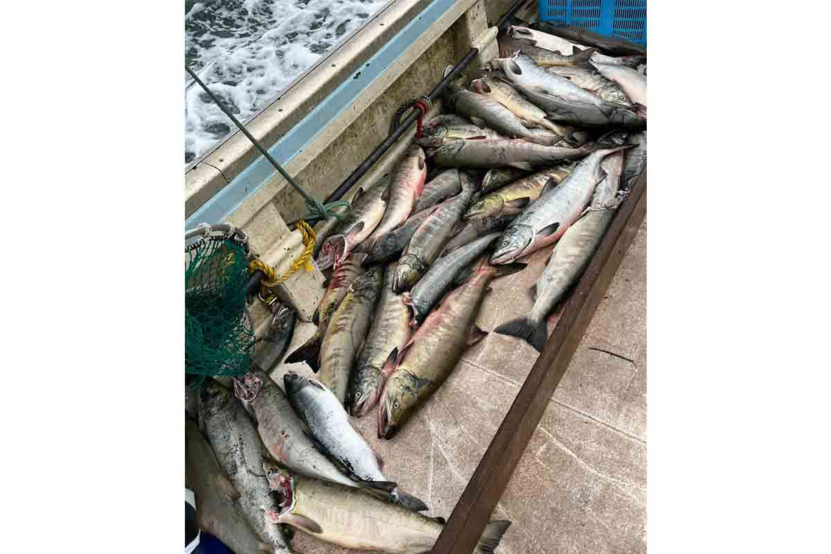 サケの姿が残っていてもイタズラをして遊んで殺してしまうという【写真提供：吉田信久さん】