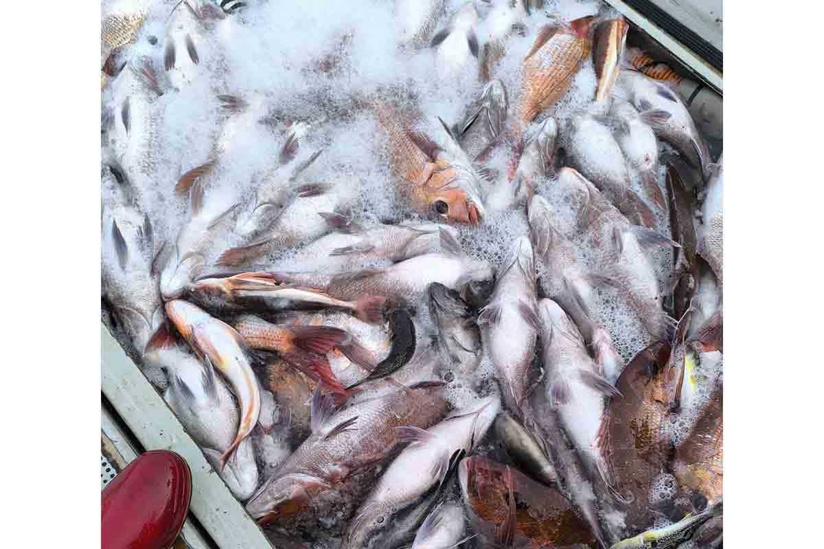 サケがいなくなった直後に…【写真:本人提供】