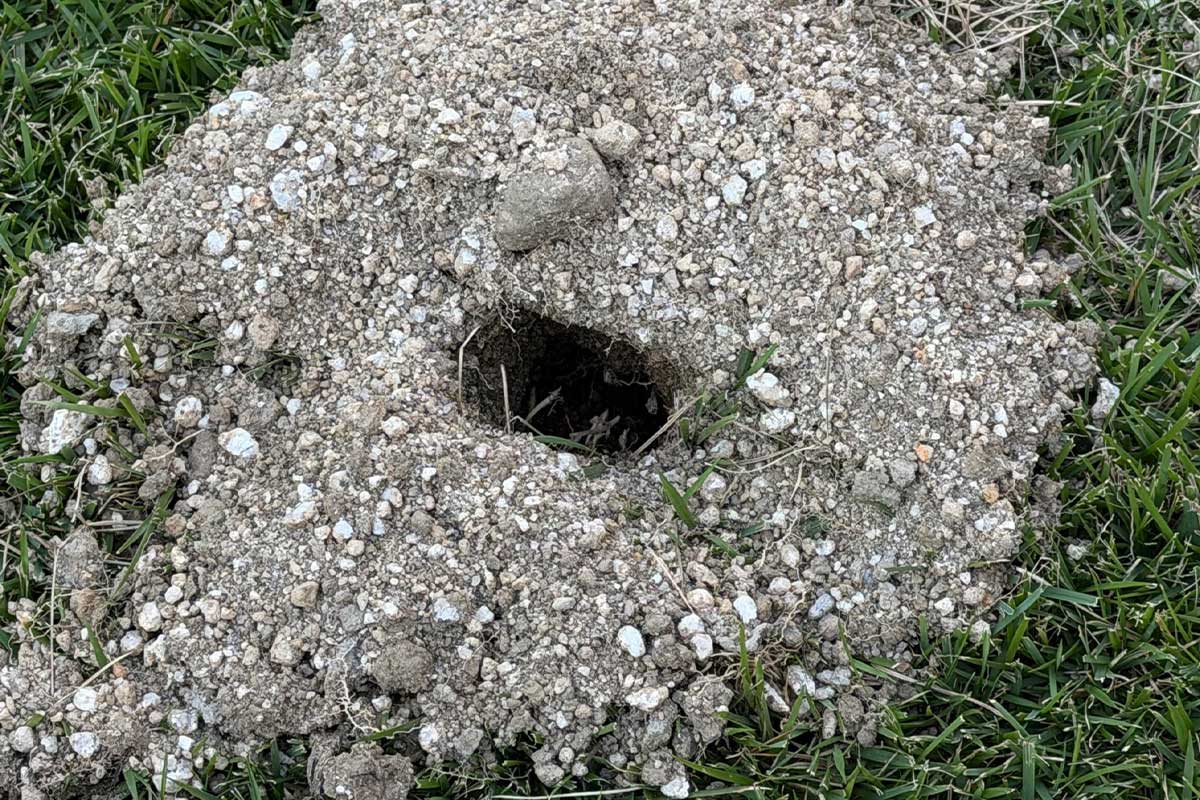 「怖すぎるんだけど」　自宅庭の監視カメラに衝撃光景　黒くうごめく謎の姿…ネット「一体何なんだ」