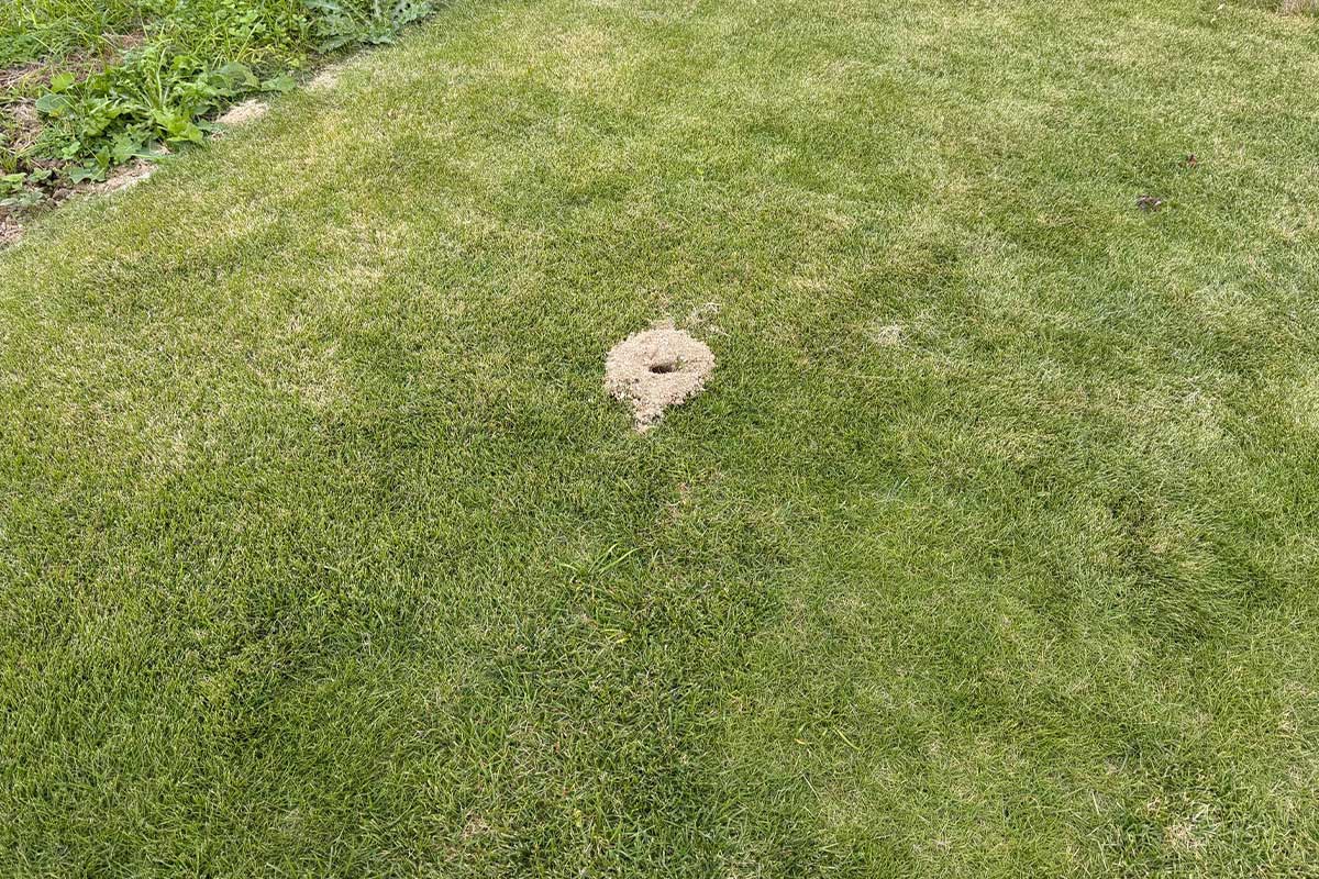 芝生の庭に驚きの展開【写真：本人提供】