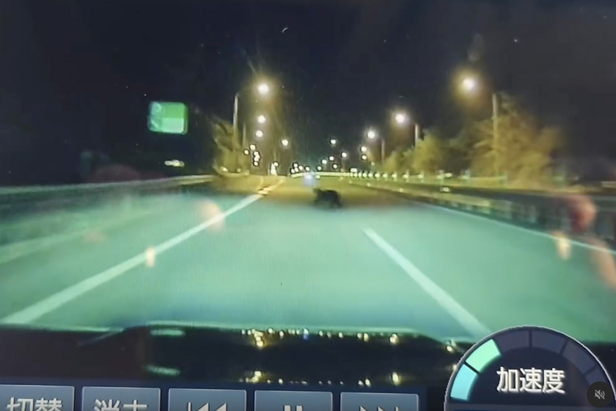 「ぶつかると死ぬ」高速道路にクマ　「あぶねー」緊迫の一部始終…異常事態にショック消えず