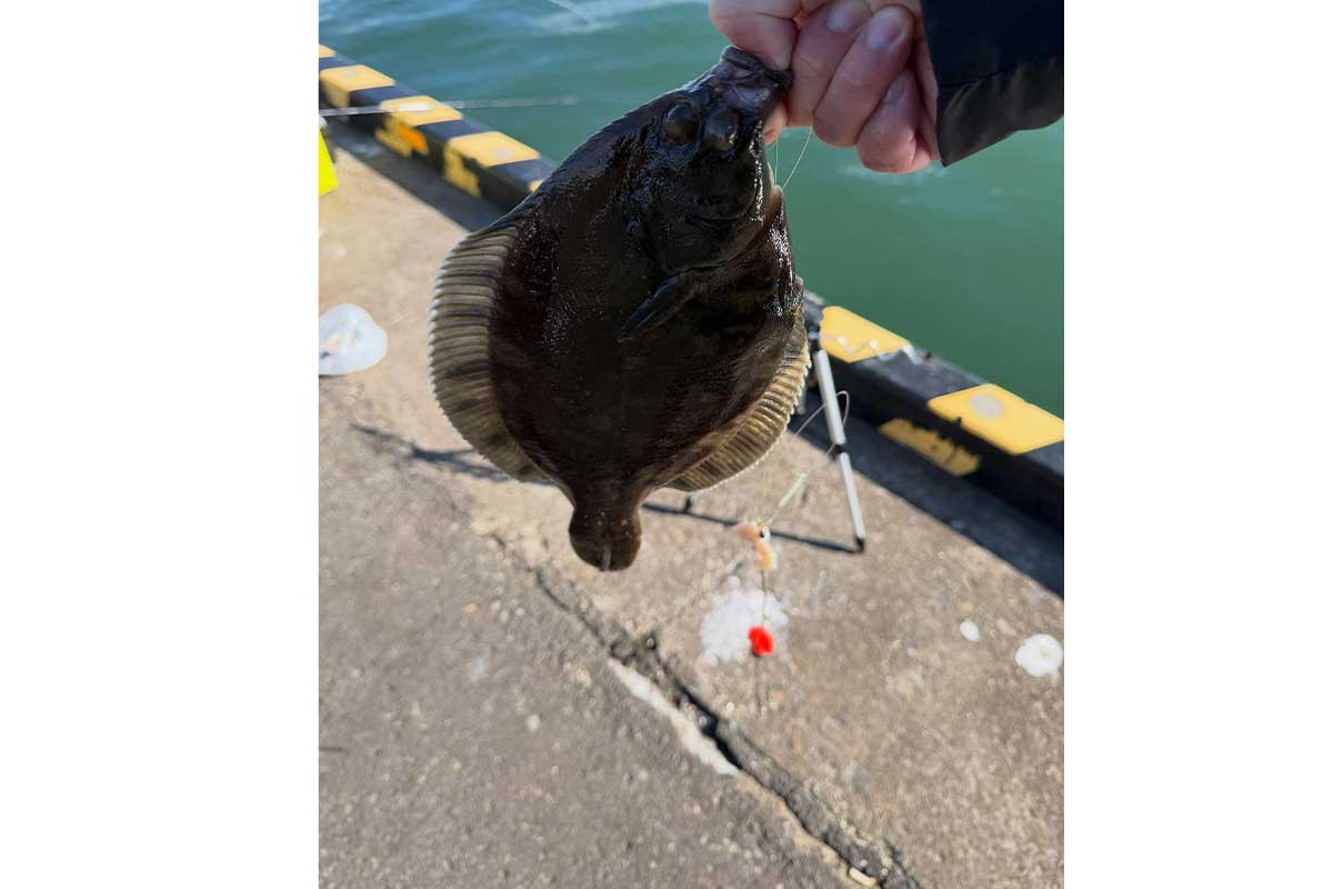 まさかのカレイ【写真:本人提供】