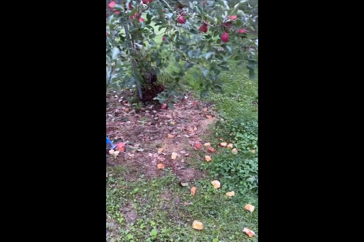 大事に育てたリンゴの食害被害も起きた【写真:本人提供】