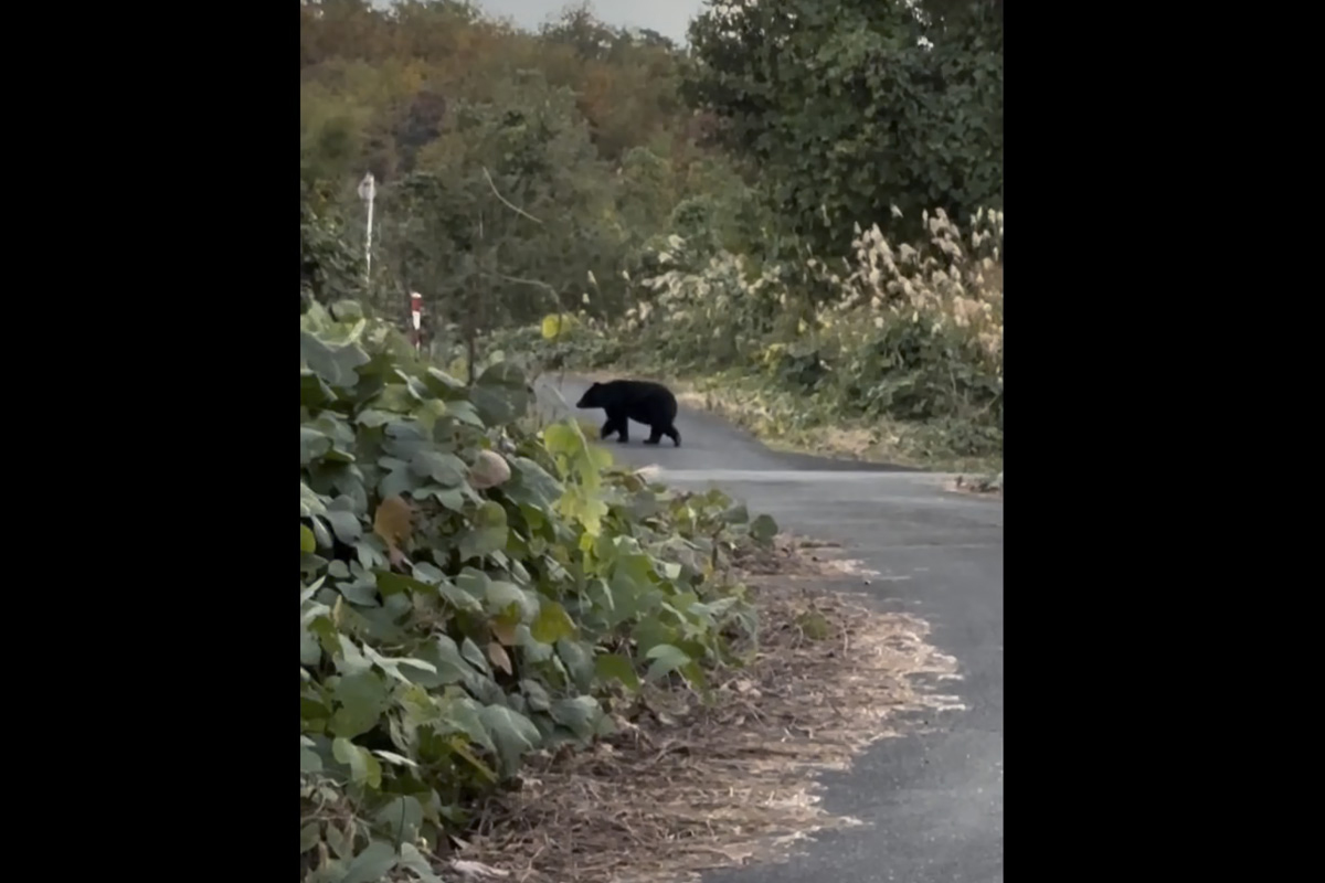 「普通に仕事してられんよ、これ」　クマと鉢合わせ、命懸けの果樹園…本音吐露「一定数の駆除は仕方ない」
