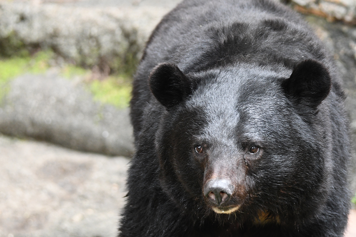 全国各地で相次ぐクマ被害（写真はイメージ）【写真：写真AC】