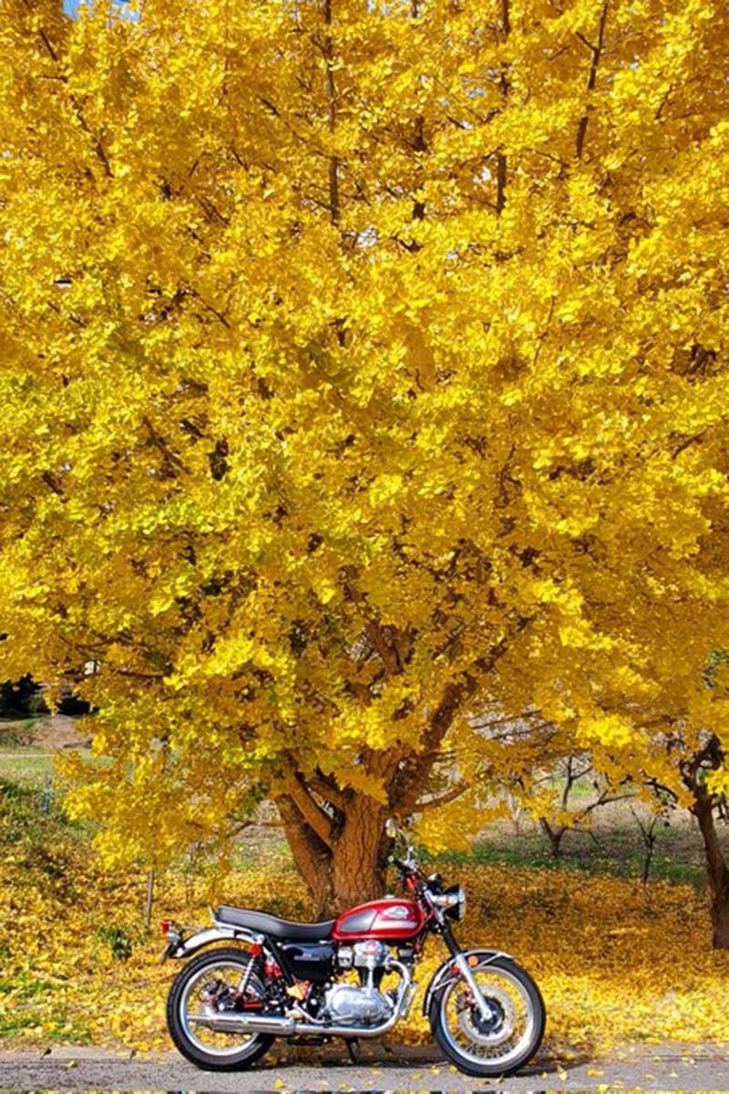 かつて訪れたという思い出のイチョウの木【写真：俺のW800（@W800_kenwalk）さん提供】