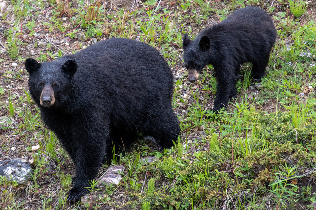 「撃つな」と言われるクマとの位置、それでも引き金を…ハンターが明かす「責任」　“冬眠”に警鐘