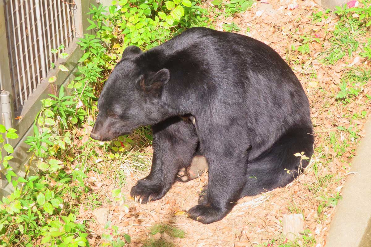 クマが人里に現れるケースが続出している(写真はイメージ)【写真:写真AC】