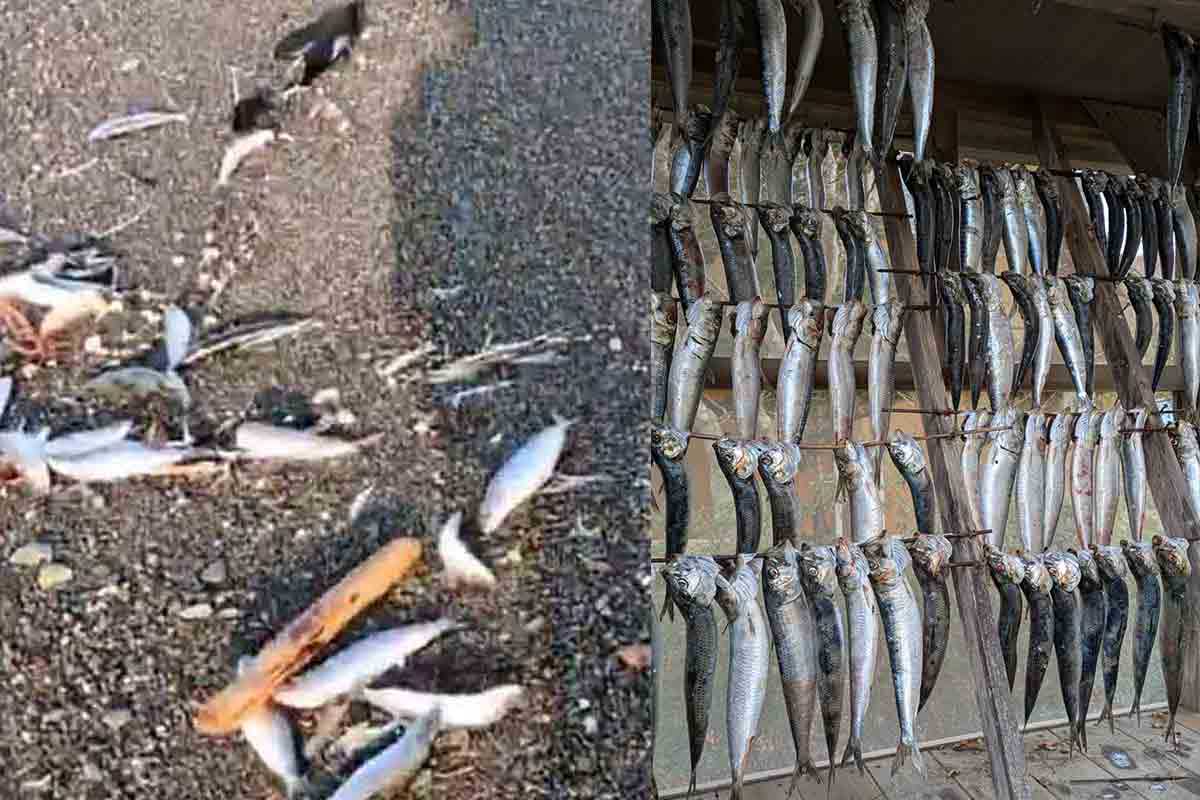 地震の前兆？　浜に打ち上がった大量のイワシ…発生半日前の投稿にネット騒然