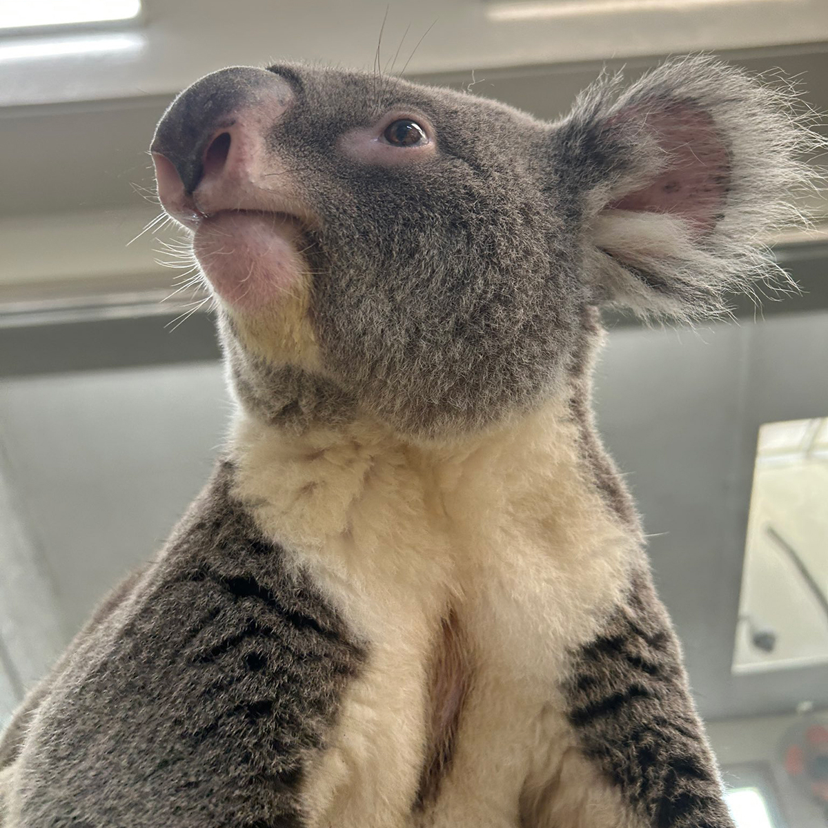 衝撃の足長で驚かせたコアラのノゾムくん【写真提供:淡路ファームパーク イングランドの丘】