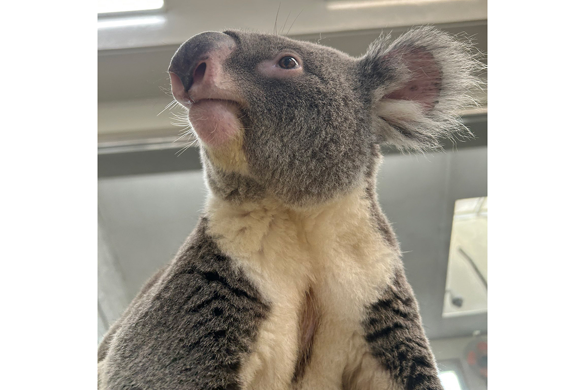 「私が知ってるコアラと違う」　ネット震撼の抜群スタイルも…担当者「脚の長さへの反響が大きく驚き」