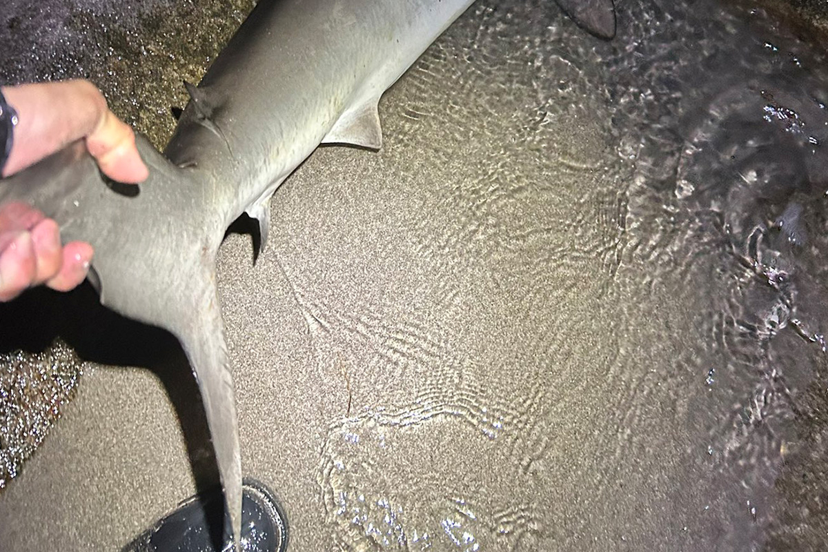 スーパーで買った餌で海釣り→衝撃の“怪魚”、体長1.5メートル超　「ヤバイ相手ですね」と驚がく