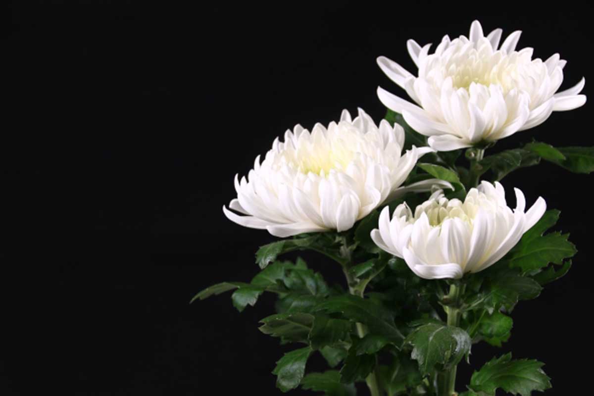 葬儀業者の投稿が波紋（写真はイメージ）【写真：写真AC】