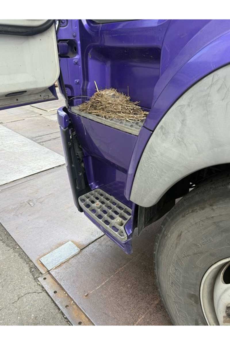 まさかの場所に作られた野鳥の巣【写真：限界1or8副代表アツシ（@ATSUSHI_C6）さん提供】