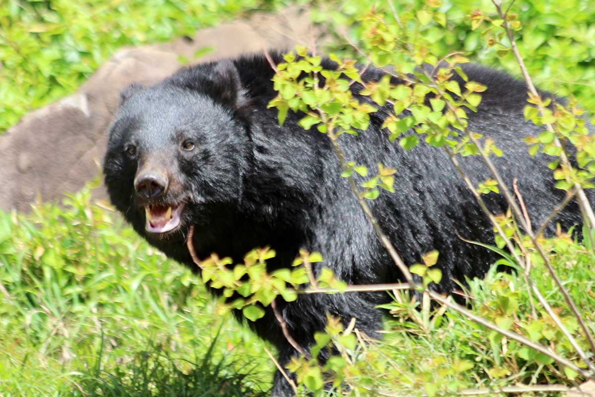 “アーバンベア”から生まれた子グマが繁殖期に…（写真はイメージ）【写真：写真AC】