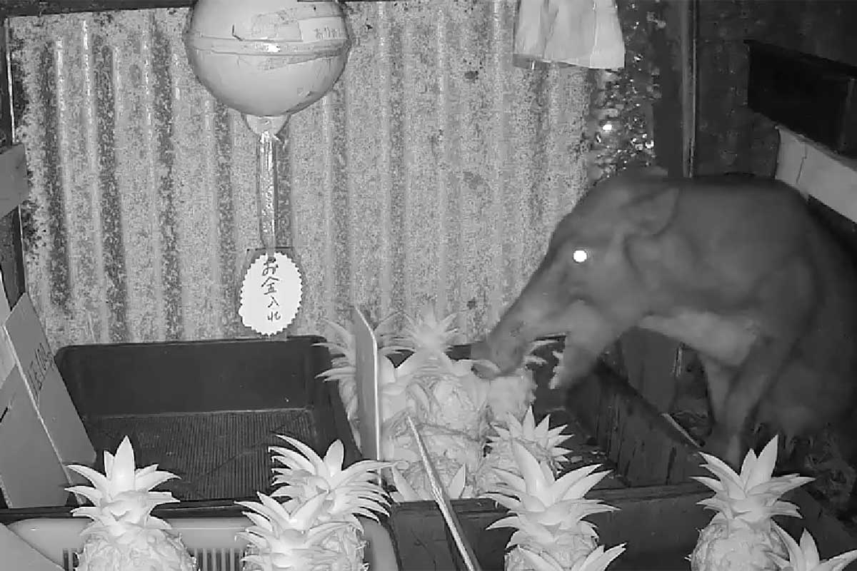 「光る目」が不気味…まさかの“犯人”の姿【写真：投稿者提供】